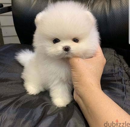 Available Pomeranian puppies. WhatsApp me through +18032580516 0