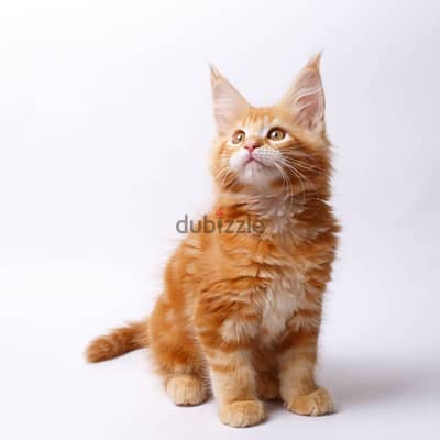 Maine coons kittens// Whatsapp +97455937699