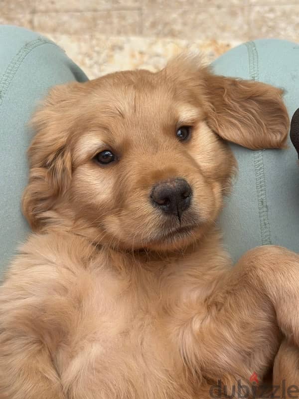 كلاب جولدن ريتريفر عمر ٦٥ يوم golden retriever puppies 0