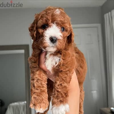 Cavapoo