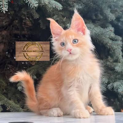 Maine coon cats// Whatsapp +971502618837