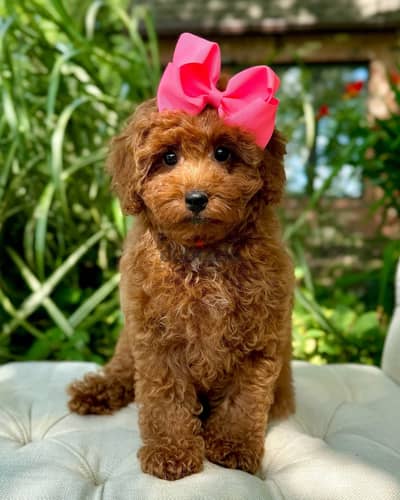 Poodle puppies// Whatsapp +97455792932