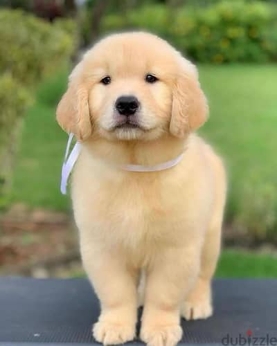 Golden Retriever// Whatsapp +97455792932