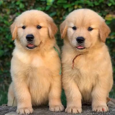 Golden Retriever// Whatsapp +971502618837