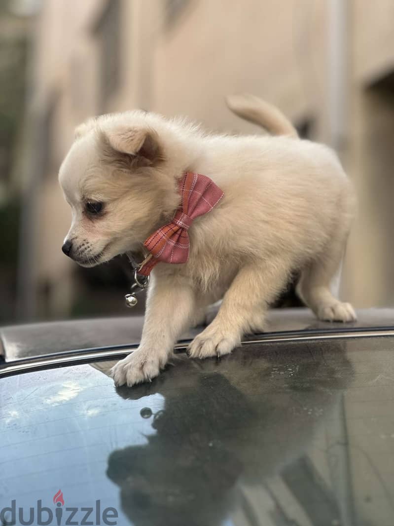 Mixed breed ( pomerainian+ german) spitz 1