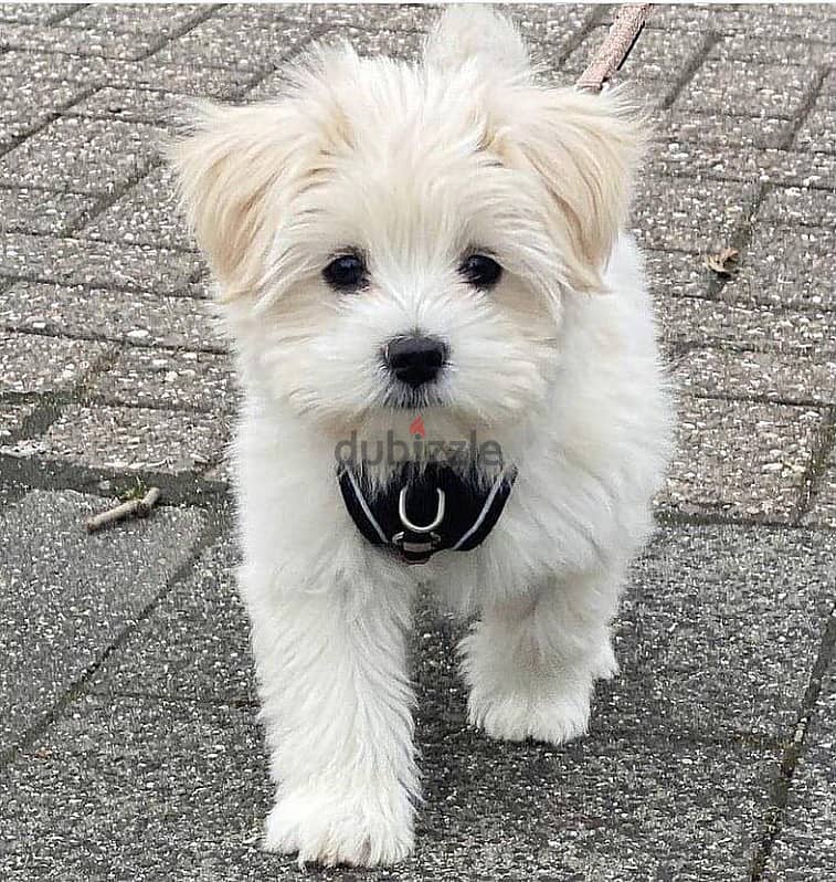 Maltese puppies// Whatsapp+971502618837 0