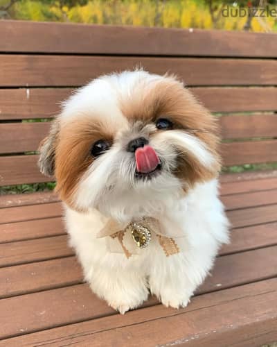 Shih Tzu puppies// WhatsApp +971502618837