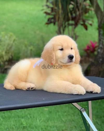 Golden Retriever // WhatsApp +971502618837