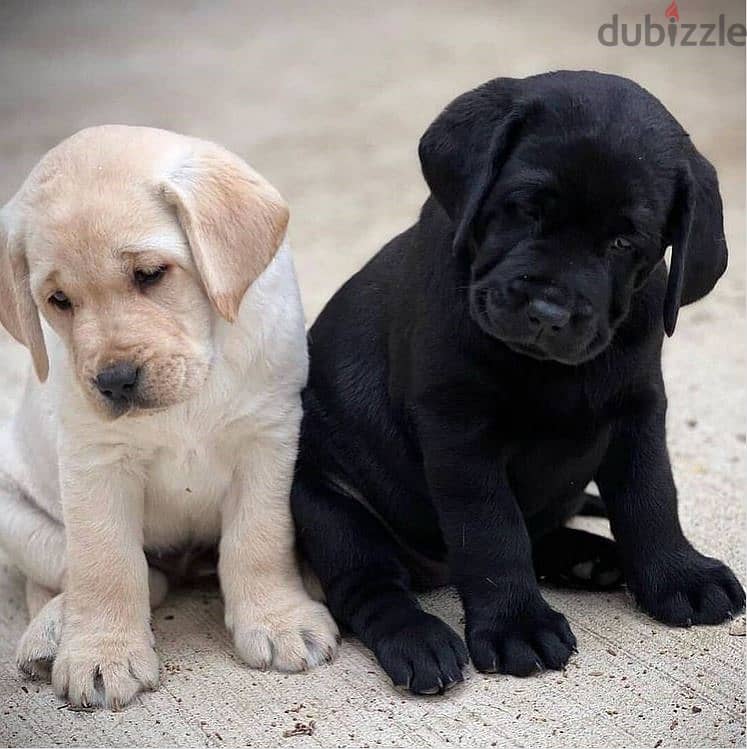 Labrador puppies// Whatsapp +97455792932 0