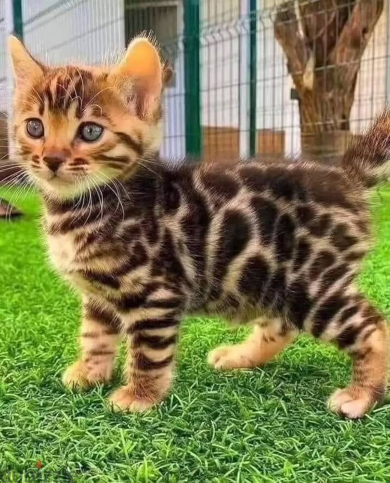 Bengal kitten// Whatsapp +97455792932 0