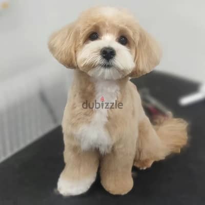 Maltipoo puppies//Whatsapp +97455937699