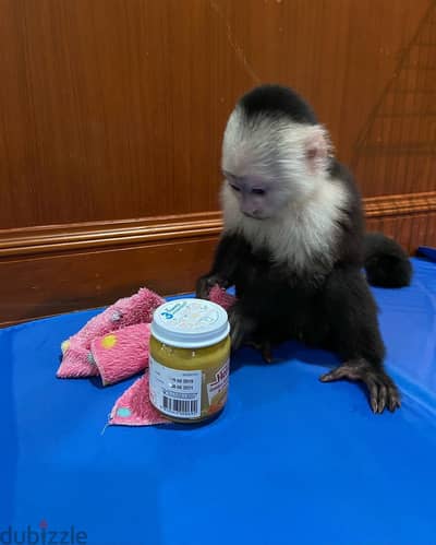 Lovely Monkey Available For Sale Whatsapp{+971552710169 }