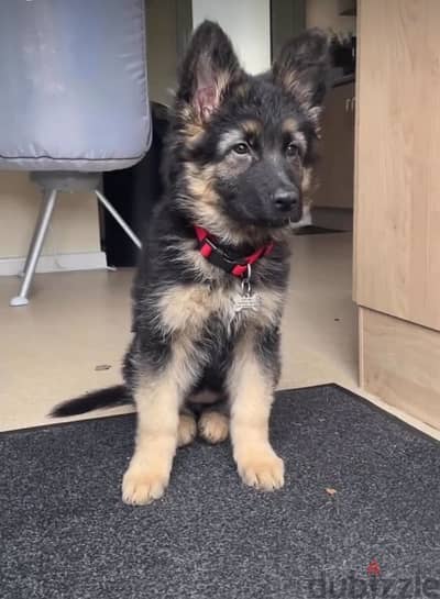 German Shepherd puppy