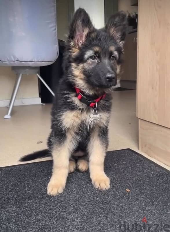 German Shepherd puppy 0