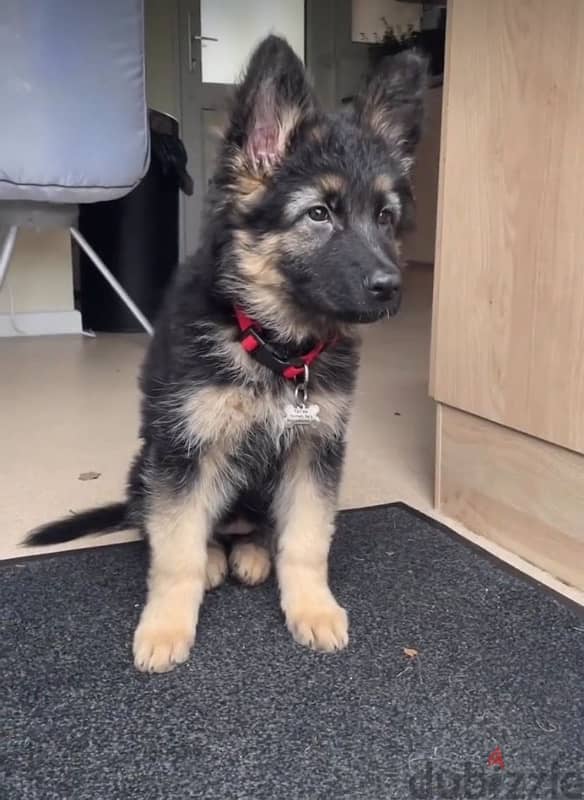 German Shepherd puppy 1