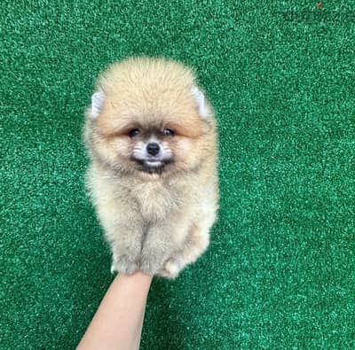 Male Pomeranian puppy