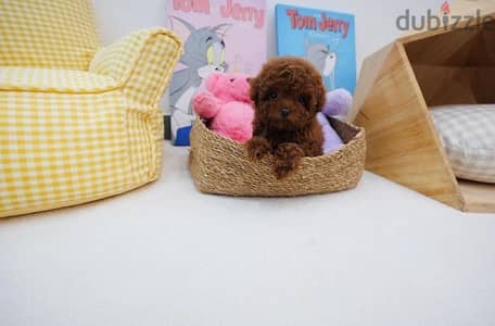 Female Poodle puppy