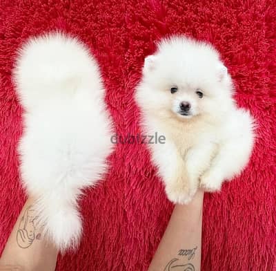 White Pomeranian puppy for sale