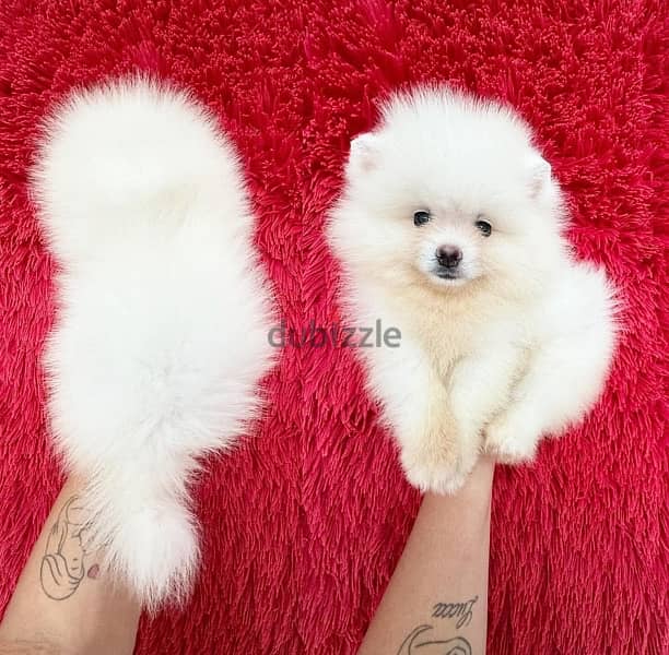 White Pomeranian puppy for sale 0