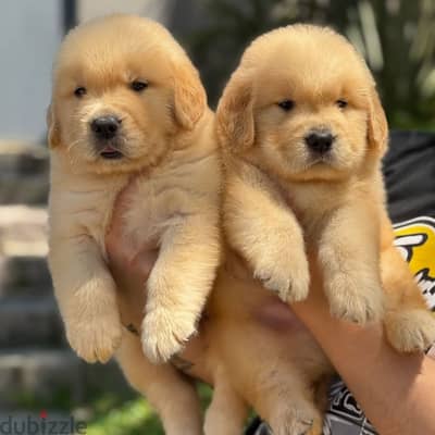 Golden Retriever// WhatsApp +971552543679