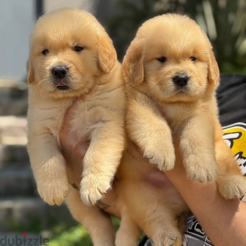 Golden Retriever// WhatsApp +971552543679 0