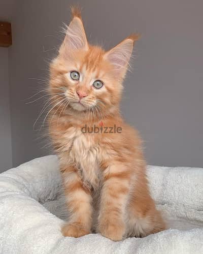 Maine Coon Kittens// WhatsApp +971552543679