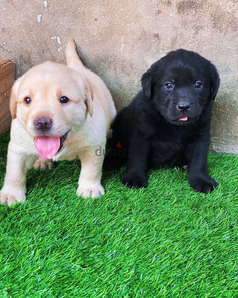 Labrador puppies// WhatsApp +97455937699 0