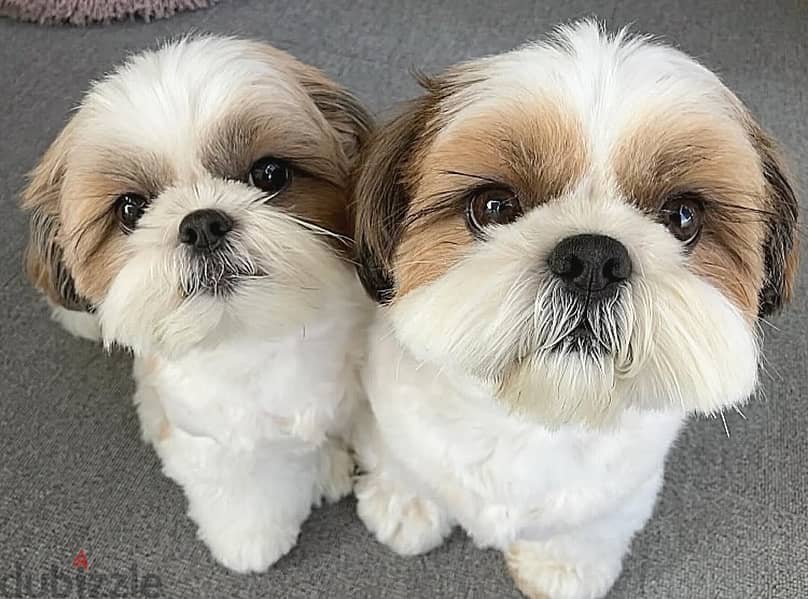 Shih Tzu puppies//WhatsApp +97455937699 0