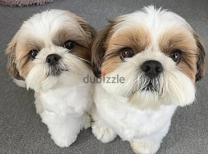 Shih Tzu puppies// WhatsApp +97455792932