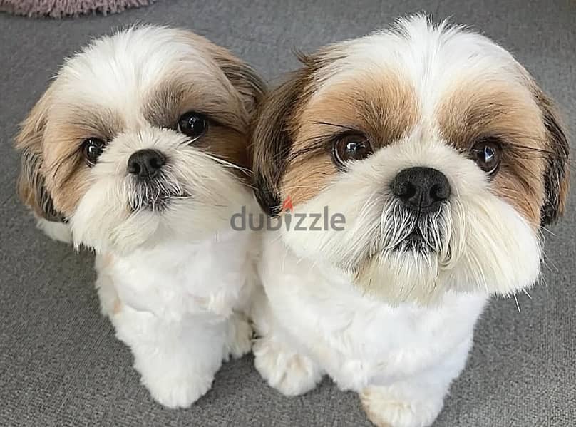 Shih Tzu puppies// WhatsApp +97455792932 0