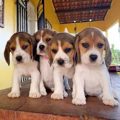 Beagle puppies// Whatsapp+971502618837