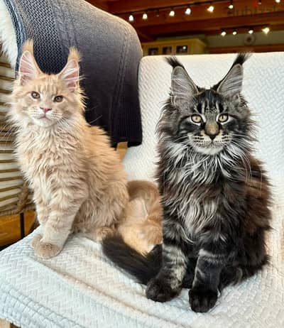 Maine Coon Kittens// Whatsapp+971502618837