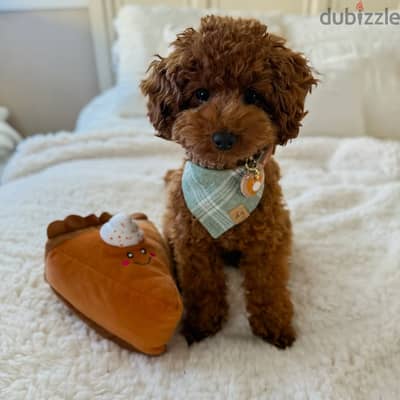 Poodle puppies// Whatsapp+971502618837