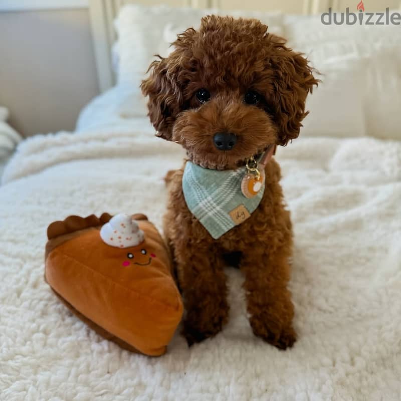 Poodle puppies// Whatsapp+971502618837 0