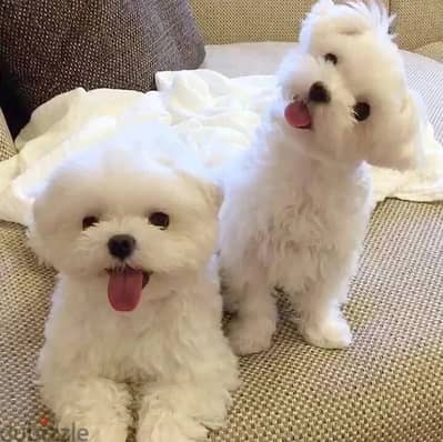 Maltese puppies// WhatsApp +97455937699