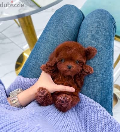 Tcup Red Poodle for sale