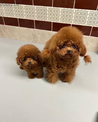 Home Trained Poodle for sale