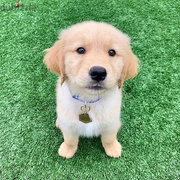 Trained Golden retriever for sale 0