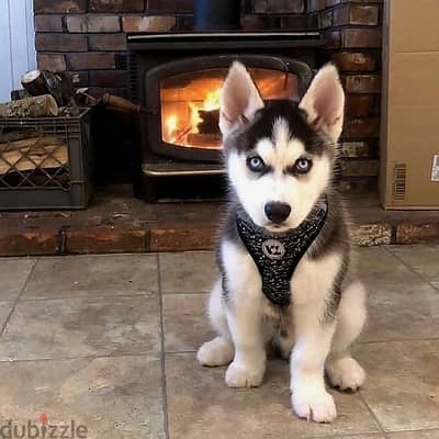 Siberian husky// Whatsapp +971552543679