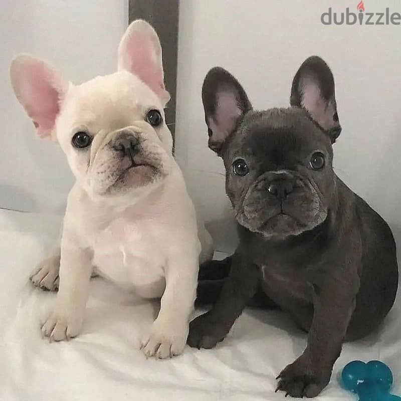 French bulldog// WhatsApp +971502618837 0