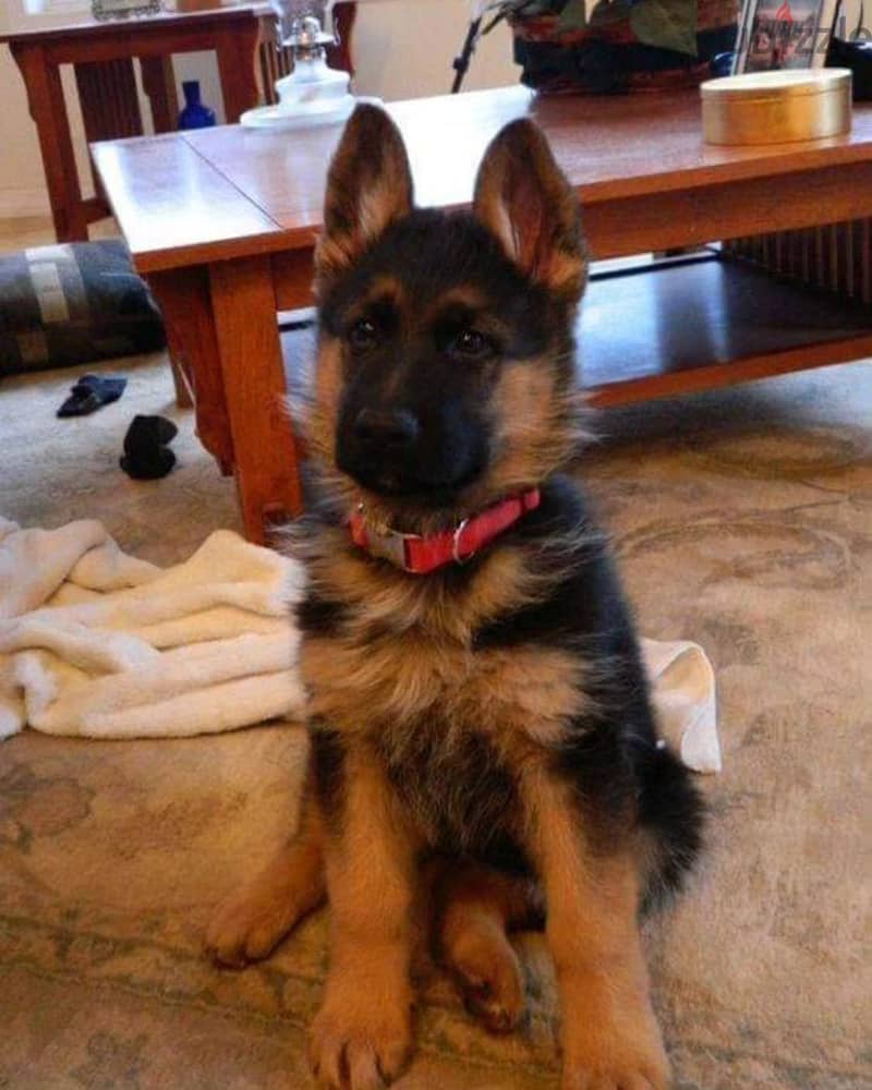 German Shepherd// WhatsApp +971502618837 0