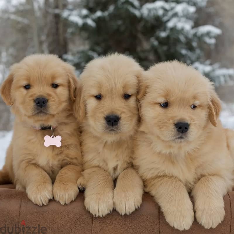 Golden Retriever// WhatsApp +971502618837 0