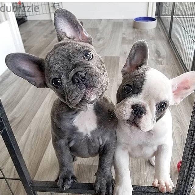 French bulldog// WhatsApp +971552543679 0