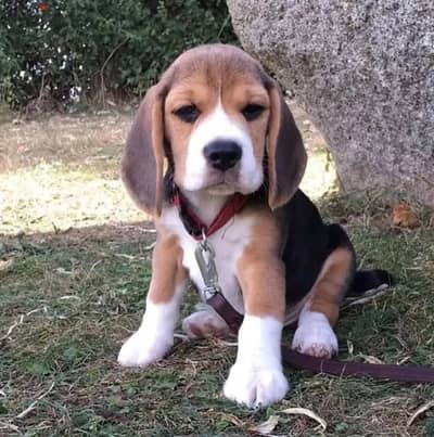 Beagle puppies// WhatsApp +971552543679