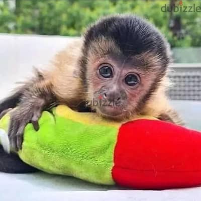 Capuchin Monkeys// Whatsapp+971502618837