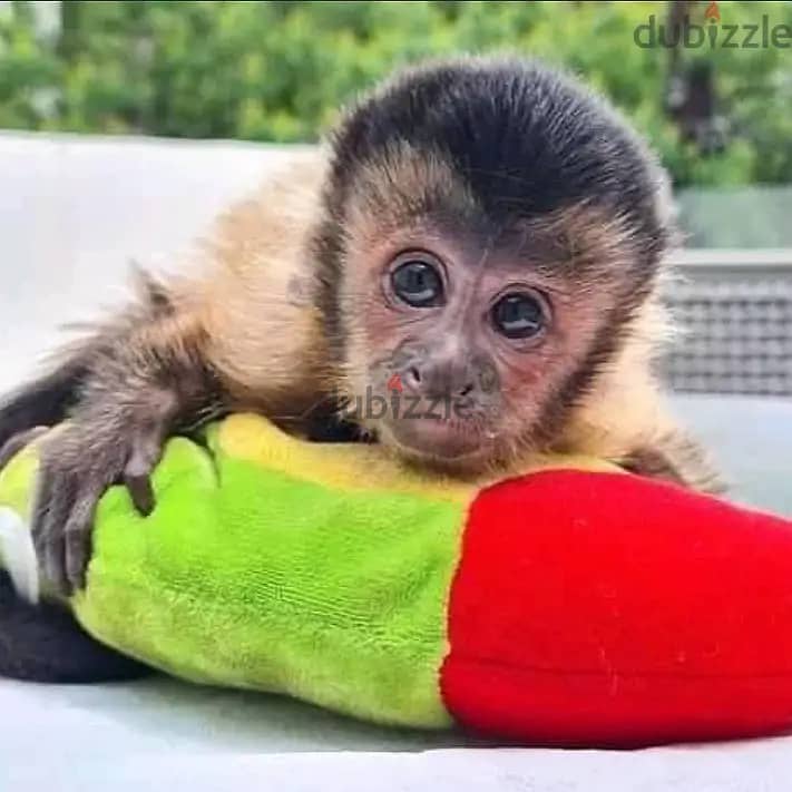 Capuchin Monkeys// Whatsapp+971502618837 0