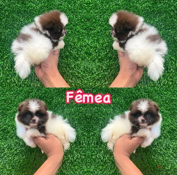 Female Pomeranian puppy 0