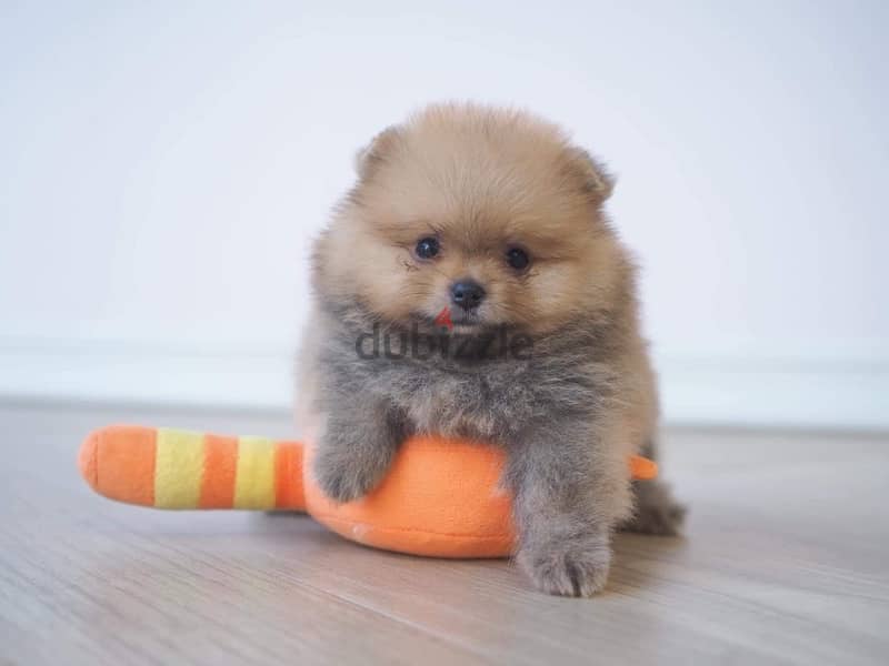 Pomeranian puppy 0