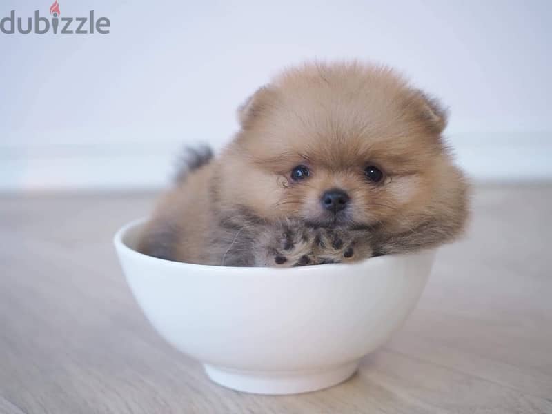 Pomeranian puppy 1