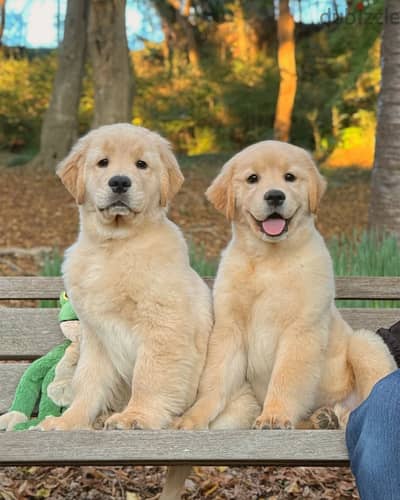 Golden Retriever// Whatsapp+971502618837